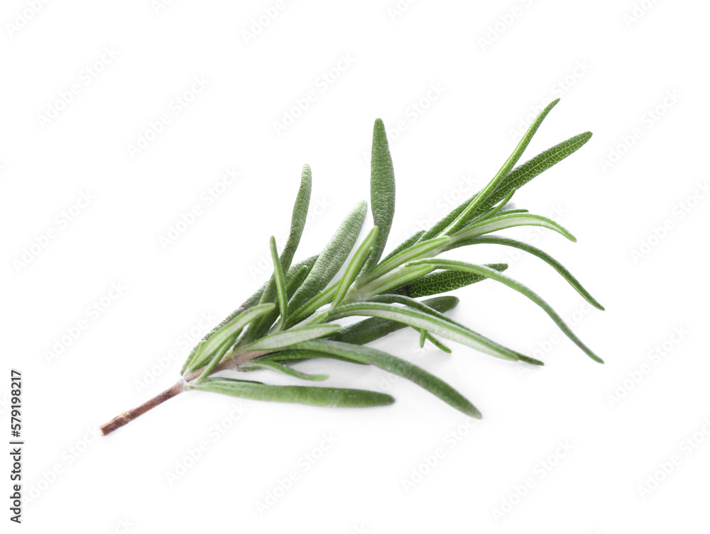 Sprig of fresh rosemary isolated on white Sprig of fresh rosemary isolated on white