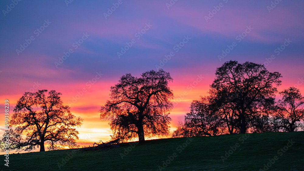 Fototapeta premium Oak trees on a hill at sunset in Northern California