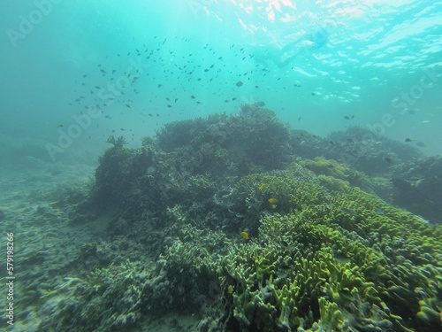 Idyllic shot of a coral reef surrounded by a school of fish in Riung on Flores.