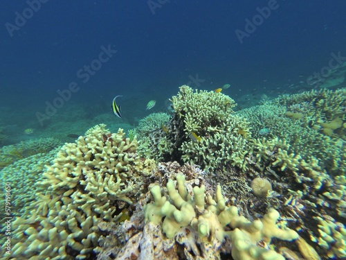 Idyllic shot of a coral reef surrounded by a school of fish in Riung on Flores. photo