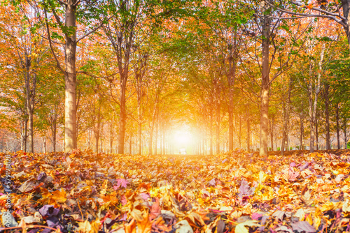 Autumn maple leaf forest color picture