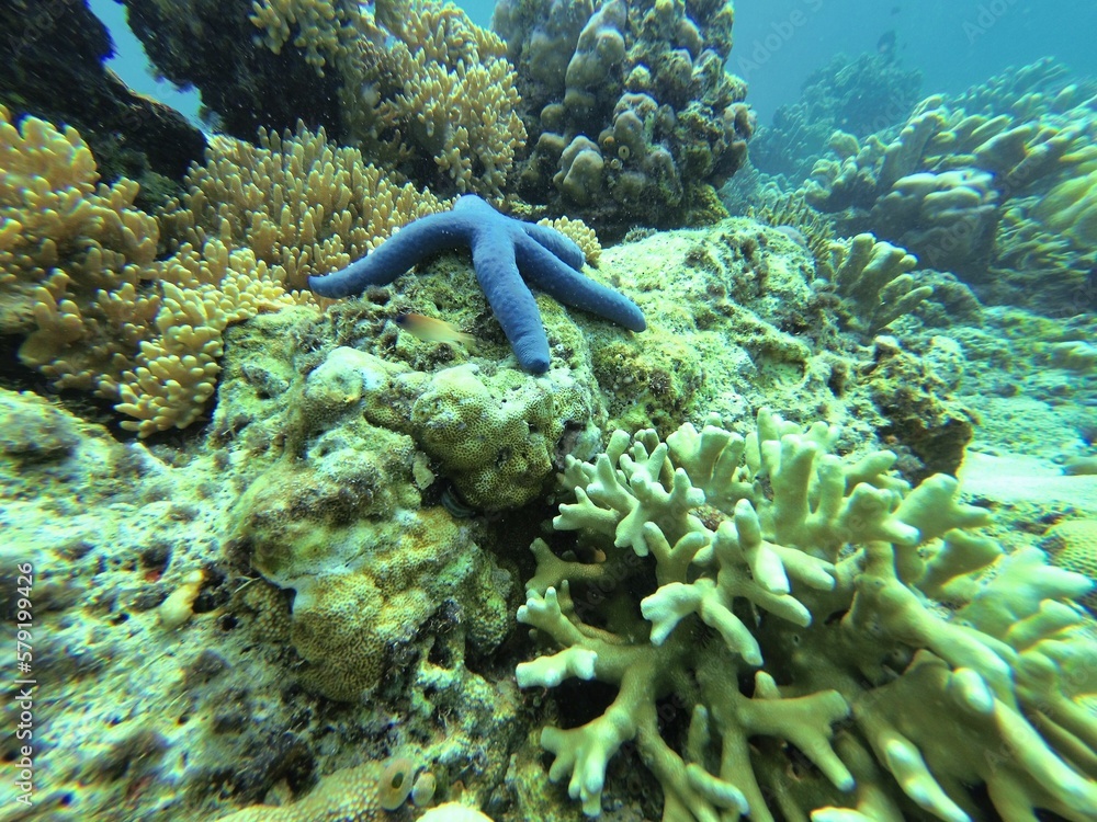 A blue starfish surrounded by a coral reef in Riung on Flores. A blue starfish surrounded by a coral reef in Riung on Flores.