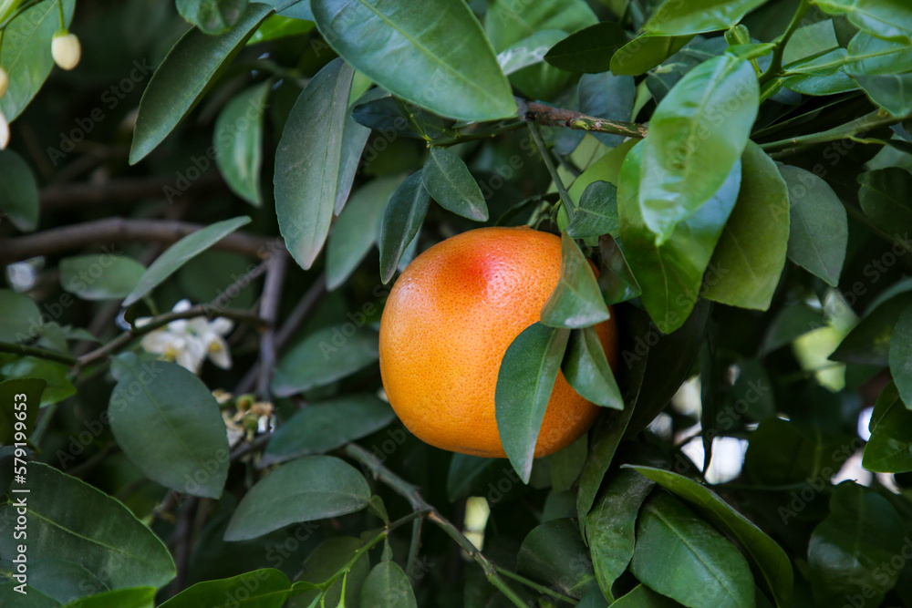 Ripe grapefruit growing on tree in garden Ripe grapefruit growing on tree in garden