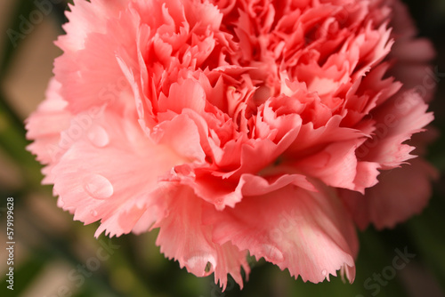 Tender carnation flower with water drops growing on blurred background  closeup