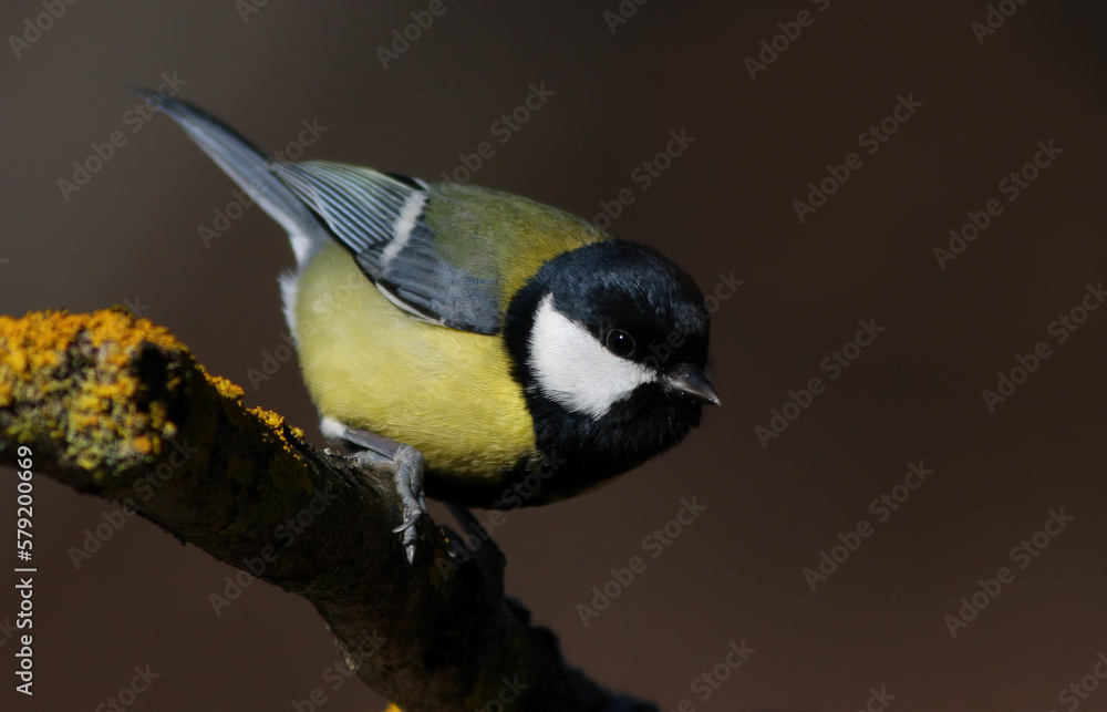 Fototapeta premium Great tit (Parus major) in spring