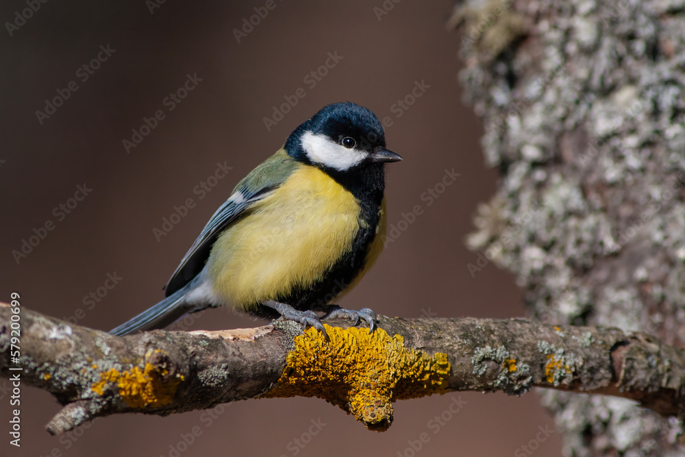 Great tit (Parus major) in spring Great tit (Parus major) in spring
