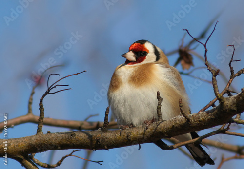 Male European goldfinch or simply the goldfinch (Carduelis carduelis) 