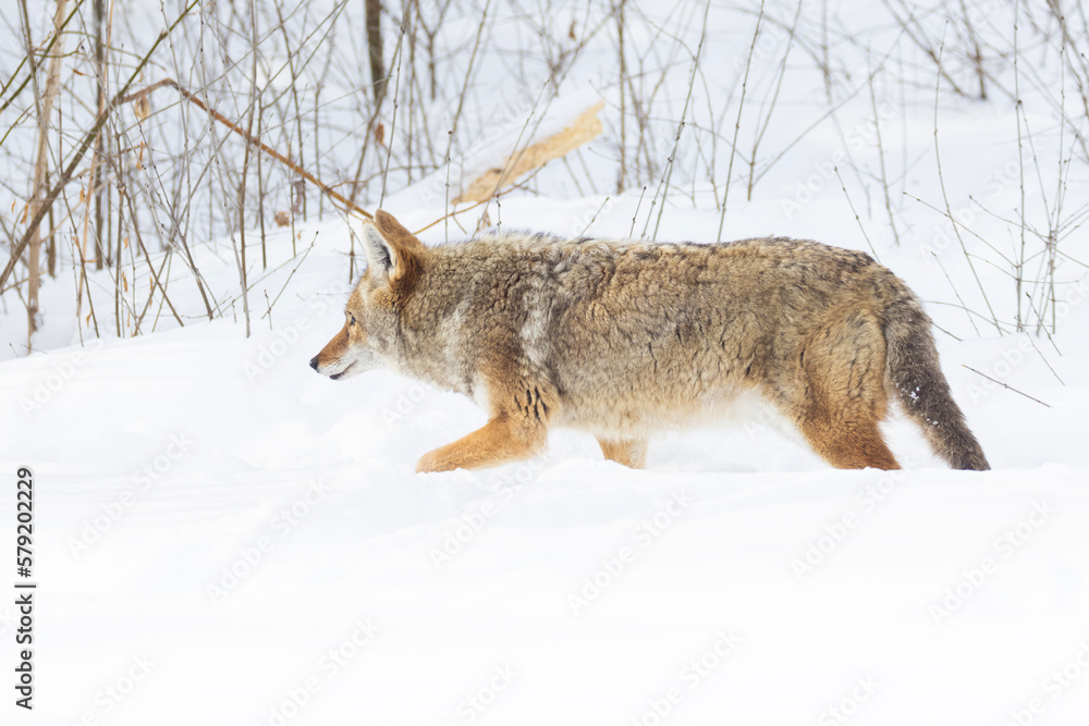 Fototapeta premium coyote (Canis latrans) in winter