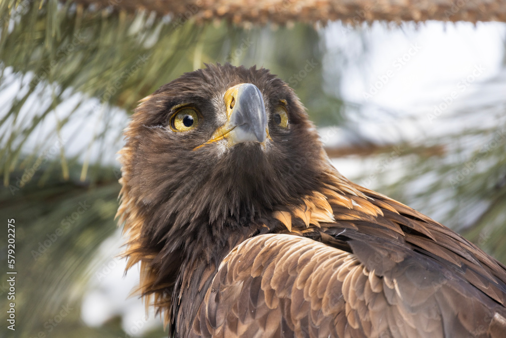 Naklejka premium Golden eagle (Aquila chrysaetos) in winter