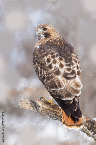  red-tailed hawk (Buteo jamaicensis) in winter