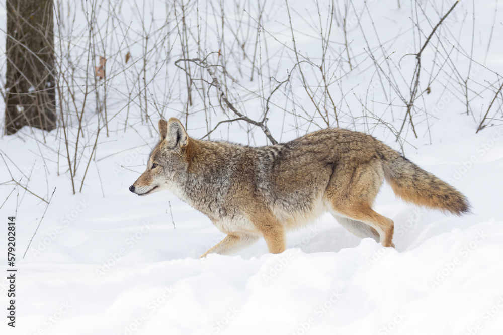 Fototapeta premium coyote (Canis latrans) in winter