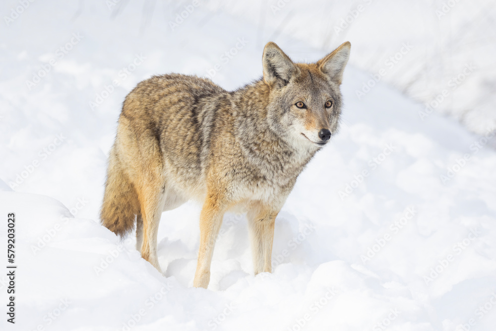 coyote (Canis latrans) in winter