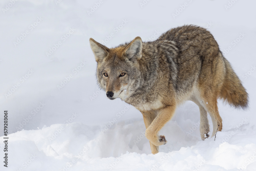 coyote (Canis latrans) in winter coyote (Canis latrans) in winter