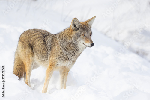 coyote  Canis latrans  in winter