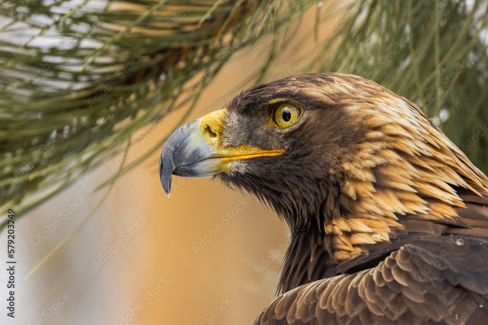 Fototapeta premium Golden eagle (Aquila chrysaetos) in winter