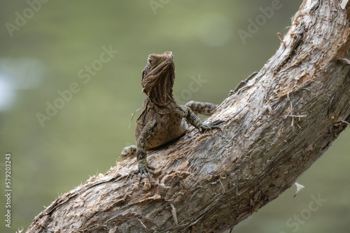 Australian Water Dragon sitting on a tree trunk face on - Scientific name: Intellagama lesueurii