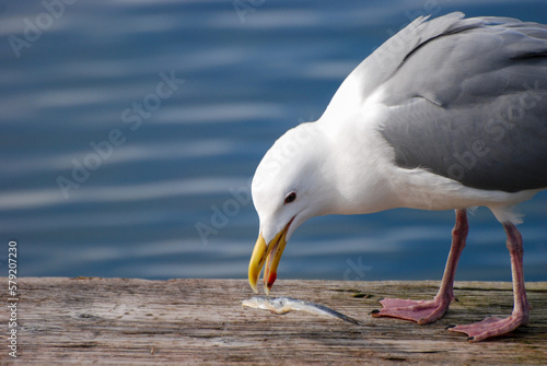 An inquisitive sea gull