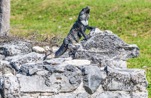 A view of an iguana climbing the ruins at the Mayan settlement of Tulum  Mexico on a sunny day