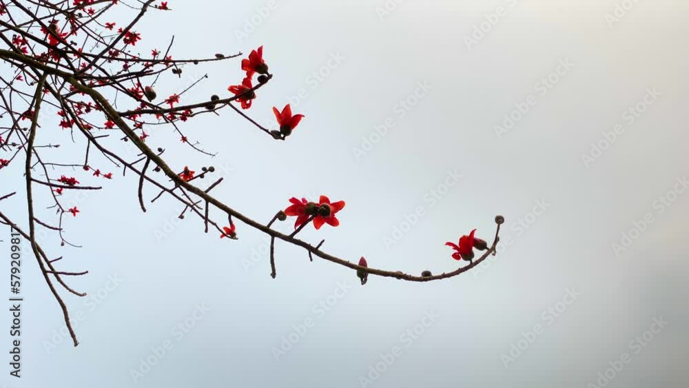 Branch with red silk cotton buds blooming, spin view from bellow Branch with red silk cotton buds blooming, spin view from bellow