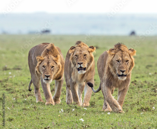 3 Young Male Lions
