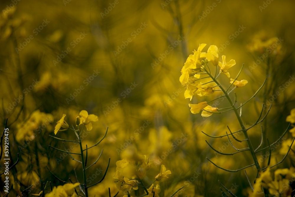 yellow flowering canola in the field in spring yellow flowering canola in the field in spring