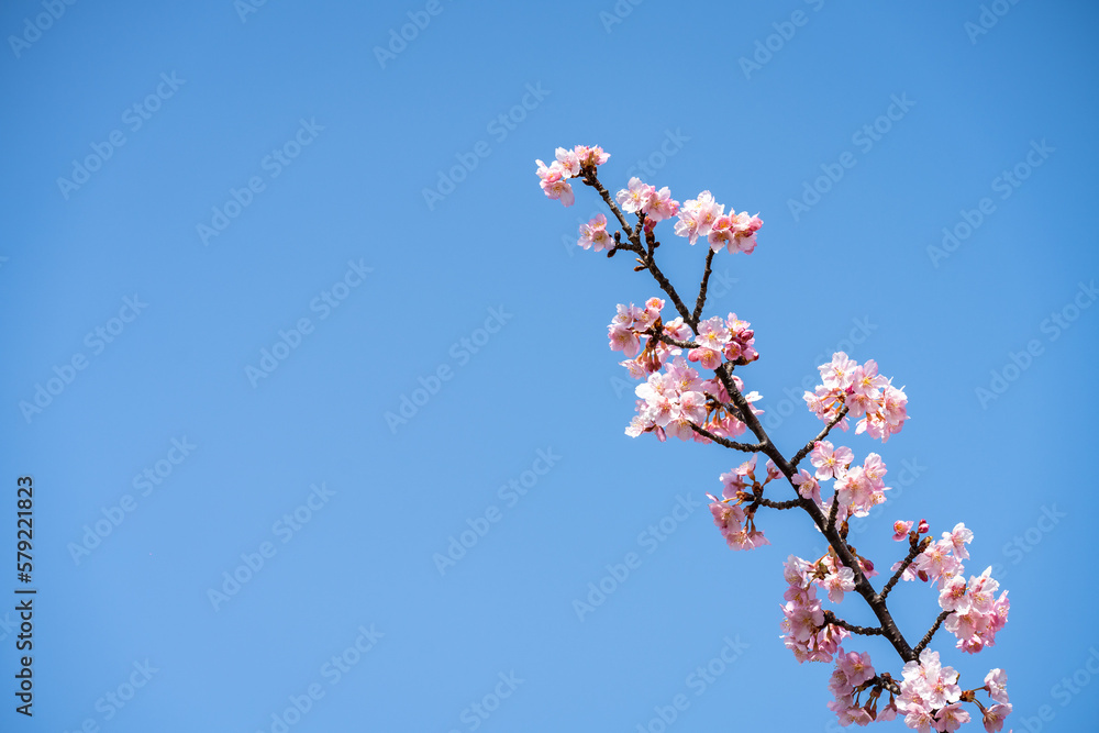 河津桜・春・桜の花びら 河津桜・春・桜の花びら