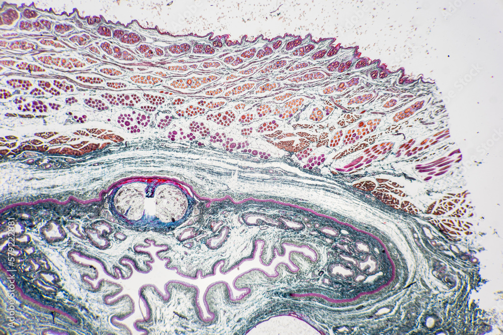 Anatomy and Histological Uterine tube, Uterus, Vagina, Ovary and Testis Rabbit cells under microscope. Anatomy and Histological Uterine tube, Uterus, Vagina, Ovary and Testis Rabbit cells under microscope.