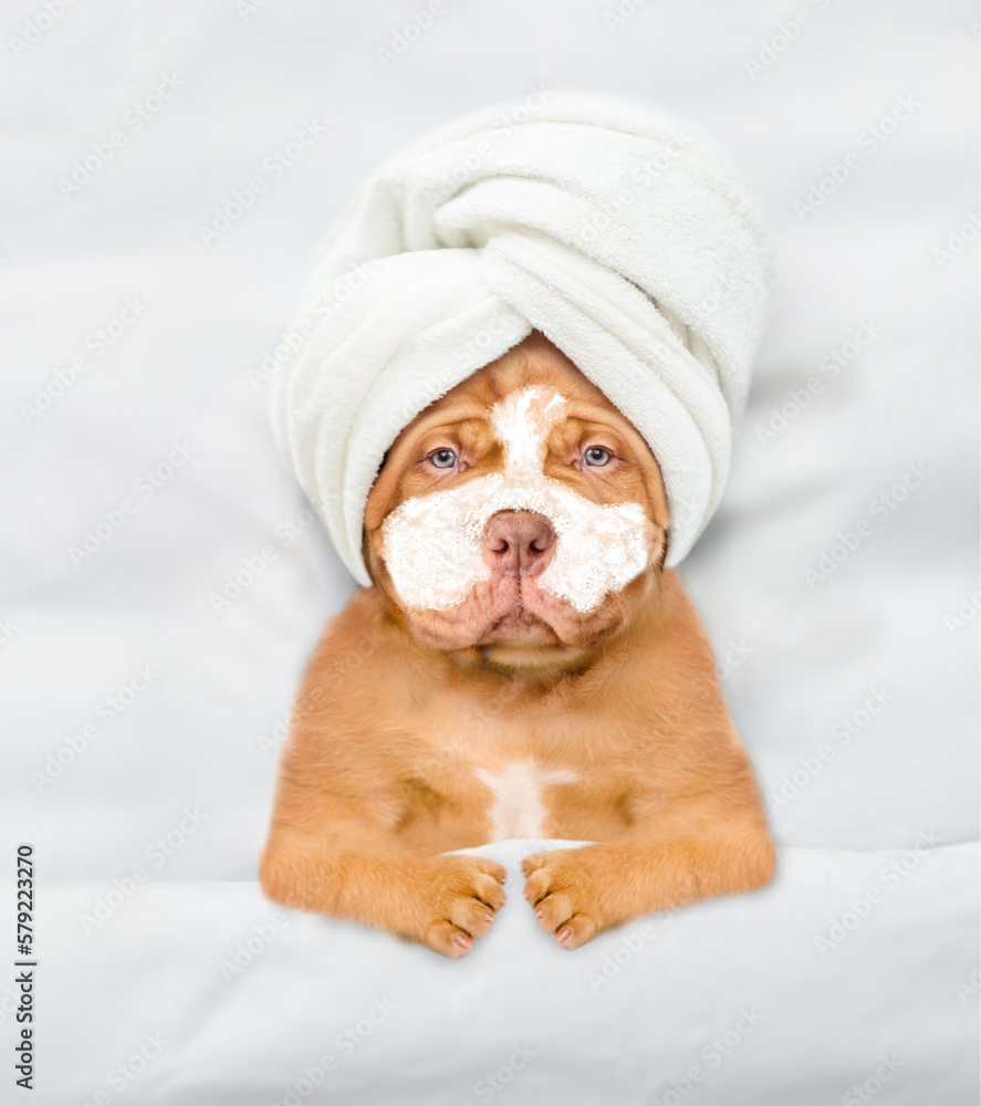 Funny Mastiff puppy with towel on his head, with cream on his face relaxing on the bed at home. Top down view Funny Mastiff puppy with towel on his head, with cream on his face relaxing on the bed at home. Top down view