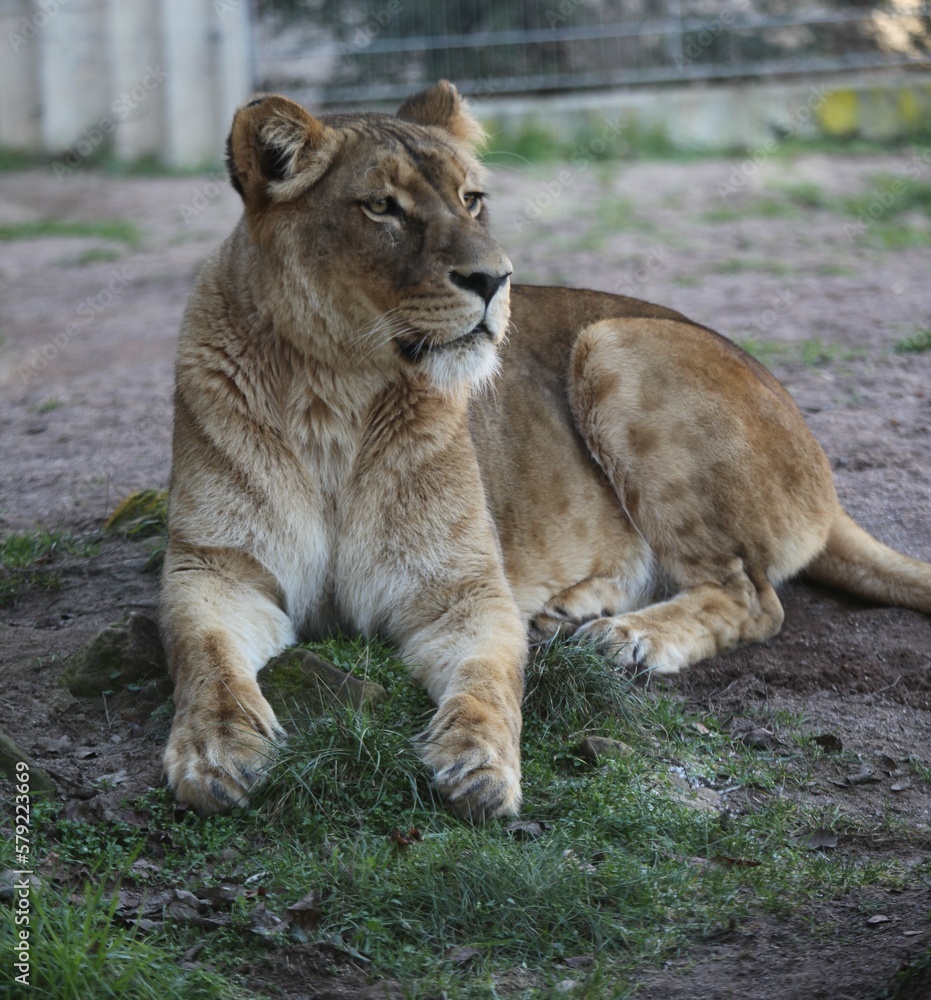 Fototapeta premium Animals
