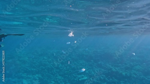 Wallpaper Mural A plastic bag floats at the water's surface, surrounded by fish, right next to a reef in the Red Sea in Egypt. Torontodigital.ca