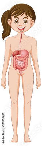 Woman digestive system anatomy
