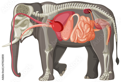 Elephant Anatomy Concept for Science Education