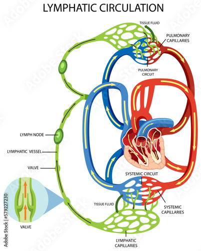 Lymphatic Circulation System Diagram