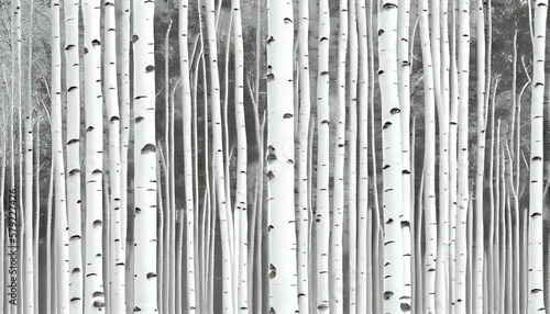 white birch tree forest, texture background © Sean Song