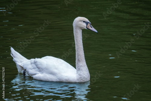 Fototapeta Naklejka Na Ścianę i Meble -  A graceful white swan swimming on a lake with dark water. The white swan is reflected in the water