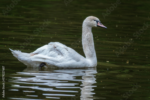 A graceful white swan swimming on a lake with dark water. The white swan is reflected in the water