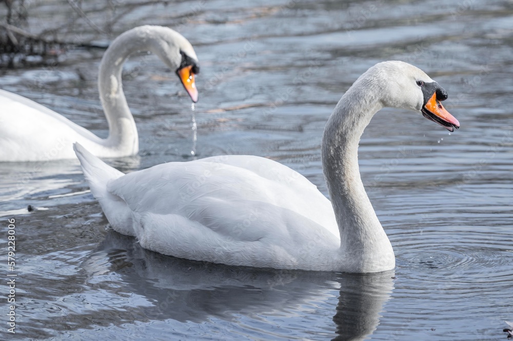 Fototapeta premium a couple of swans swimming on the lake