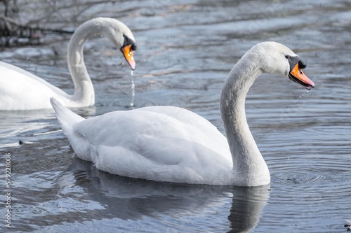 Fototapeta Naklejka Na Ścianę i Meble -   a couple of swans swimming on the lake