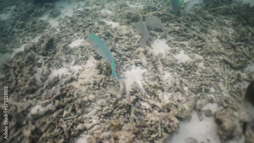 Blue parrotfish (Scarus coeruleus) eating coral in shark bay, koh tao island, thailand photo