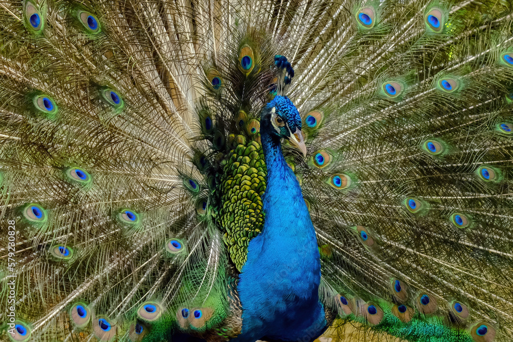 Obraz premium peacock with feathers out