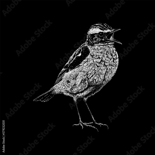 Whinchat hand drawing vector isolated on black background.