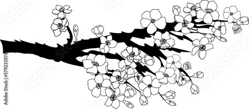 Fototapeta Naklejka Na Ścianę i Meble -  Cherry blossom vector illustration on white isolated.Peach blossom for doodle art on background.Sakura vector for tattoo design.Symbol flower of Japanese.Plum blossom vecor collection.beautiful floral