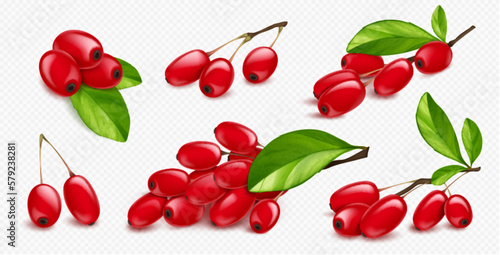 Isolated realistic 3d barberry, goji plant in vector. Fresh berberis branch element for organic culinary jam decoration with wild twig. Botanical vegetarian exotic condiment and vitamin source.
