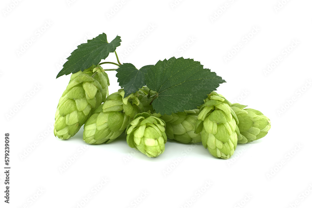 Fototapeta premium Hop cones with leaf over a white background