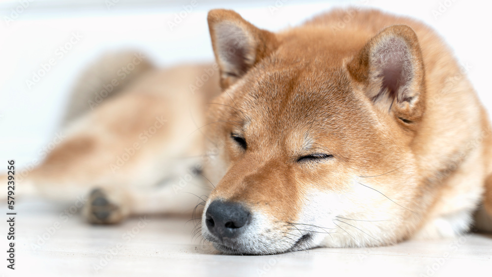 Cute female pedigree shiba inu dog with red fur sleeping in human bed with pink sheets, closeup with natural light from window. Dreamy peaceful.