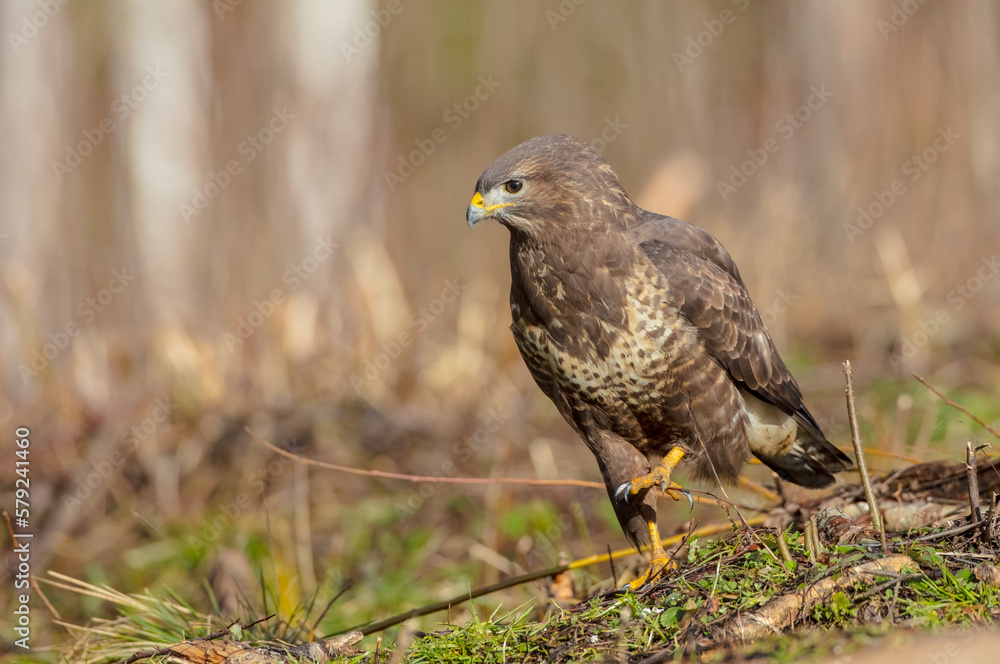 Common Buzzard in winter at a wet forest Common Buzzard in winter at a wet forest
