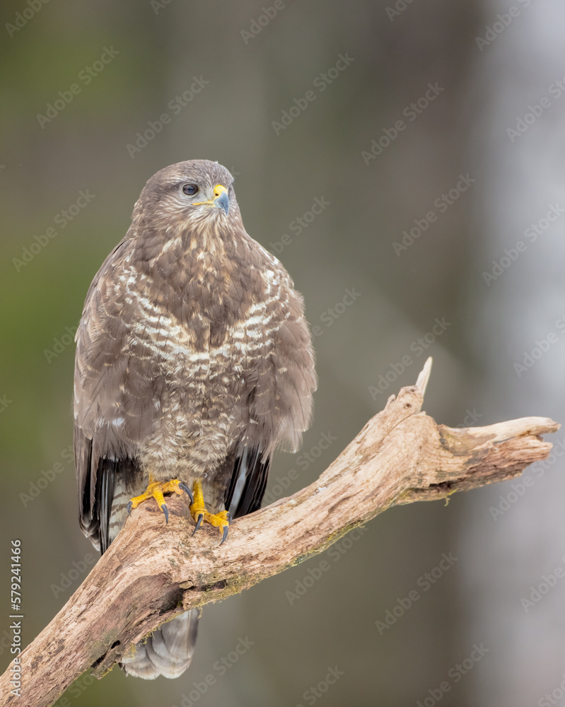Common Buzzard in early spring at a wet forest Common Buzzard in early spring at a wet forest
