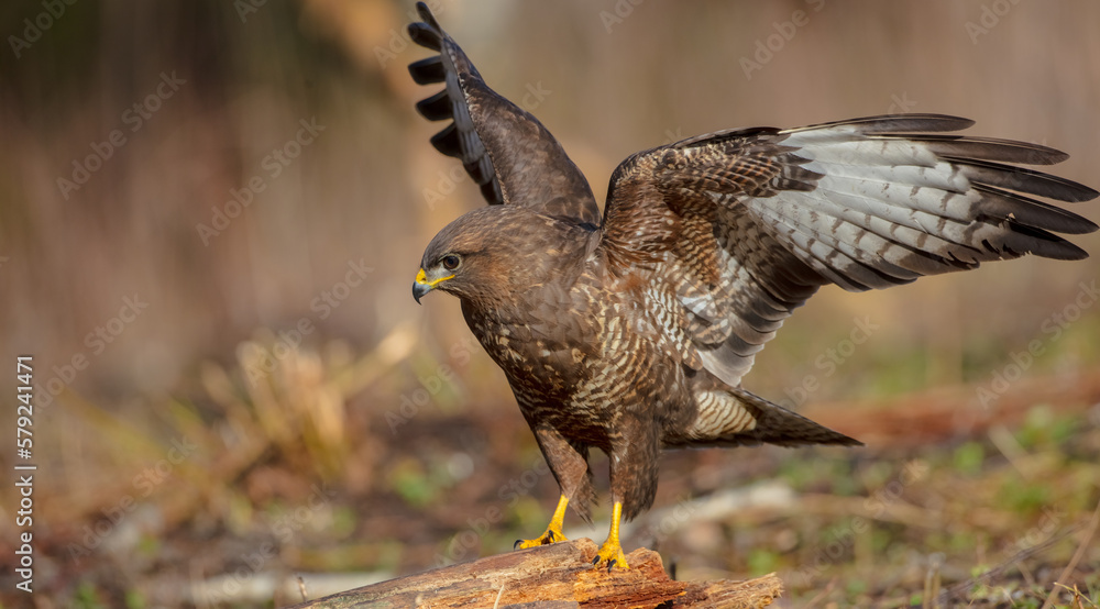 Fototapeta premium Common Buzzard in early spring at a wet forest