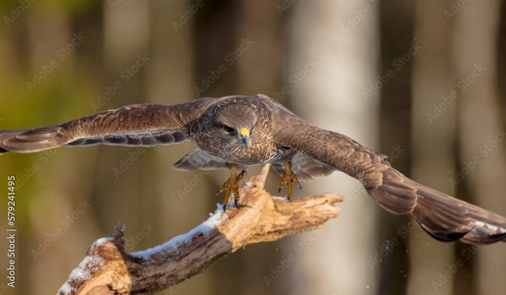 Common Buzzard in early spring at a wet forest Common Buzzard in early spring at a wet forest