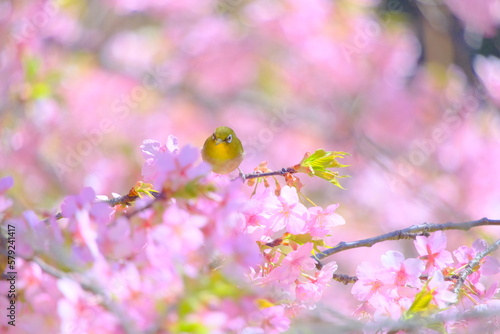 桜の花と野鳥のメジロ